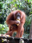 Orangutan with youngster.JPG (93 KB)